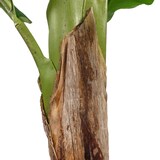 thumbnail of Kunstpflanze / Kunstbaum BANANE I 150 cm grün hjh OFFICE