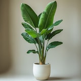 thumbnail of Strelitzia Nicolai - Strelitzie Paradiesvogelblume Höhe 55-70cm