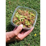 thumbnail of 500x Salatschale, RPET, klar, quadratisch, 375ml