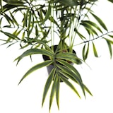 thumbnail of Planta Palma Enana Chamerox 53 cm