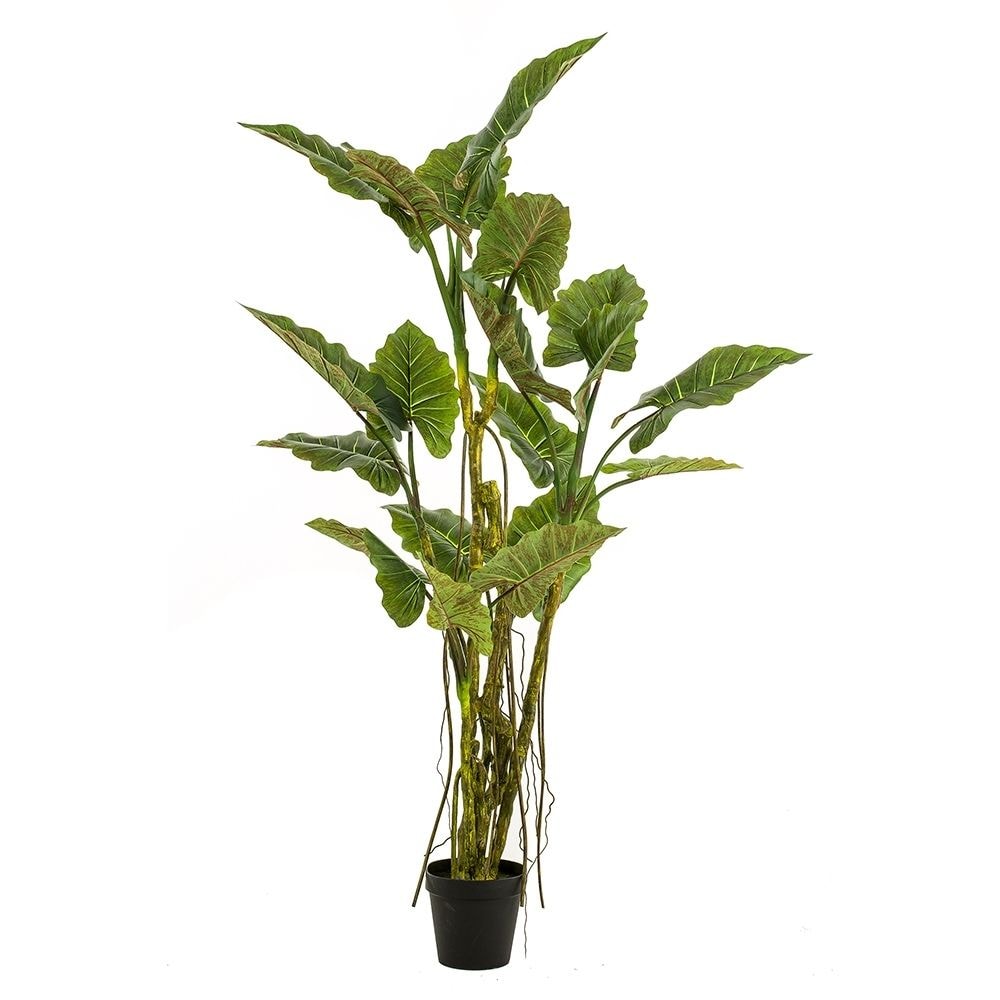 Árbol COLOCASIA. Altura: 195 cm