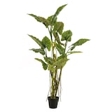 thumbnail of Árbol COLOCASIA. Altura: 195 cm