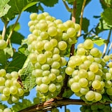 thumbnail of Plants de Raisin- Vitis vinifera Chardonnay Set de 3 Hauteur 25-40cm