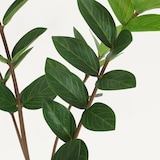 thumbnail of LIGNE DÉCO Plante verte zamioculcas artificiel 48cm