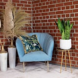 thumbnail of Bogenhanf, pflegeleicht & elegant - Sansevieria zeylanica - ca. 60 cm hoch, Topf-Ø 17 cm