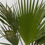 thumbnail of Mexikanische Fächerpalme - Washingtonia Robusta Höhe 50-60cm