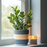 thumbnail of Glücksfeder - Zamioculcas Zamiifolia Höhe 55-65cm