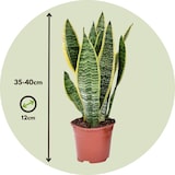 thumbnail of Sansevière - Sansevieria Laurentii Set de 2 Hauteur 30-40cm