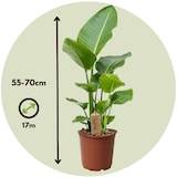 thumbnail of Strelitzia Nicolai - Strelitzie Paradiesvogelblume Höhe 55-70cm