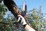 thumbnail of Fiat Professional - F2 - Draadloze kettingzaag - 15 cm