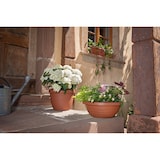 thumbnail of Scheurich Country Star 48, Pflanzgefäß / Blumentopf / Pflanzkübel,  hergestellt aus 100 % recyceltem Kunststoff, 3 Jahre Garantie