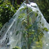 thumbnail of Tomaten-Reifehaube, Farbe: weiß