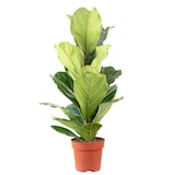 thumbnail of Geigenfeige – Moderner Dschungel-Look für Innenräume, ca. 95 cm hoch, Topf-Ø 21 cm