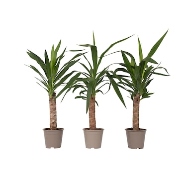 Palmier Yucca - Yucca Elephantipes Set de 3 Hauteur 50-60cm