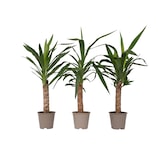 thumbnail of Palmier Yucca - Yucca Elephantipes Set de 3 Hauteur 50-60cm