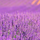 thumbnail of Pack Saving Gocce di lampada catalitica Arancio + Fragranza Aroma Lavanda 500ml. Elimina i cattivi odori e le impurità, profuma e deterge.
