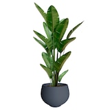 thumbnail of WellHome - Vaso "Coleção Safira", Ø47cm, cor cinza