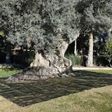 thumbnail of Manta para a apanha da azeitona preta 6x6 metros