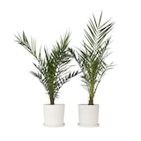 thumbnail of Dadelpalm - Phoenix Canariensis Set van 2 Hoogte 80-100cm