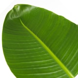 thumbnail of Strelitzia Nicolai - Strelitzie Paradiesvogelblume Höhe 55-70cm