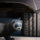 thumbnail of GARDIGO Marder Frei 0,10 W 78405DEFR