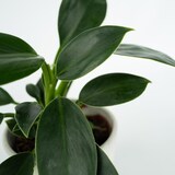 thumbnail of Philodendron Green Princess 2er Set Höhe 20-30cm