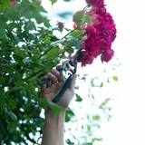 thumbnail of SIENA GARDEN CG2080  Bypassschere CG2080