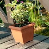 thumbnail of Prosperplast - TERRA Bloempot 25,2L - 37x37x30cm in Terracotta kleur
