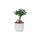 thumbnail of Bonsai - Ficus Ginseng Topf Höhe 30-40cm