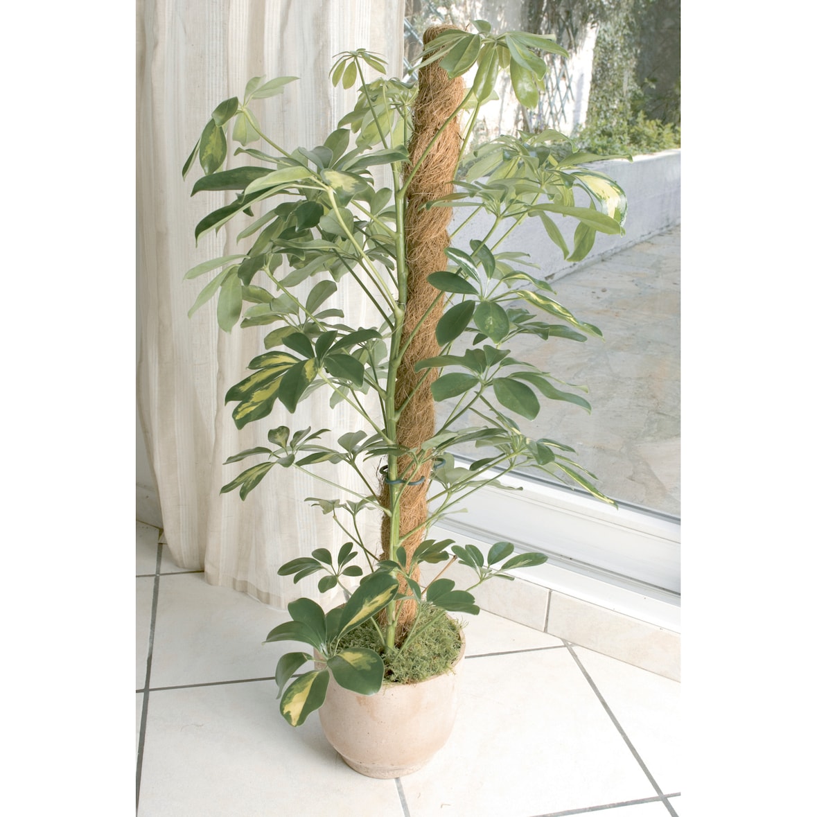 Tutor coco  COCO 1,90m DIAM 7 cm NATURAL