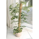 thumbnail of Tutor coco  COCO 1,90m DIAM 7 cm NATURAL