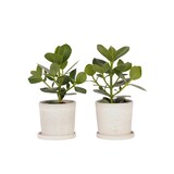 thumbnail of Clusia rosea Princess - Clusia Prinzessin 2er Set Höhe 25-35cm