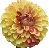 thumbnail of Dahlie am Stiel Pompon Kunstblume Stielblume Dekoblume H: 75cm gelb