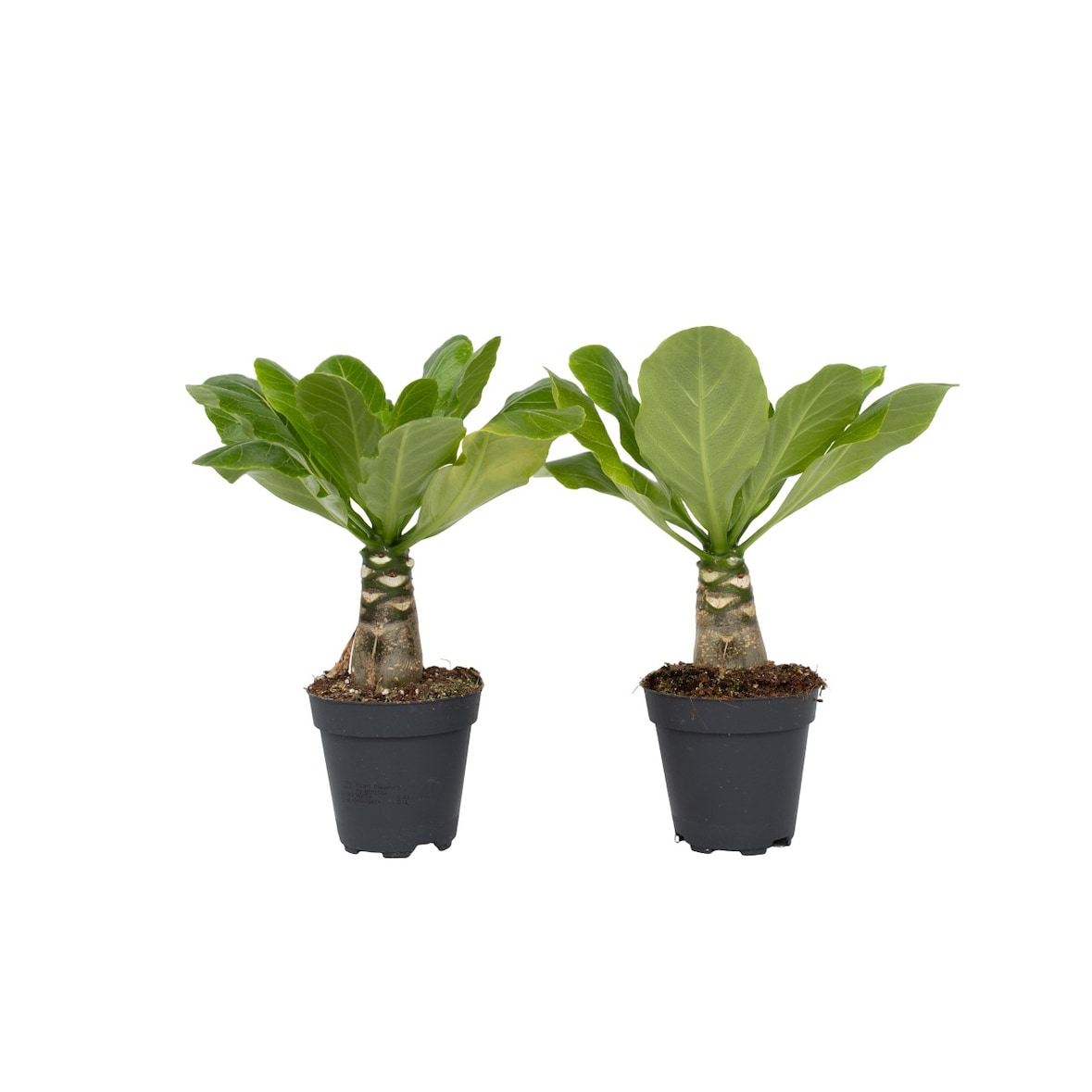 Hawaiian Palm - Brighamia Insignis Set van 2 Hoogte 30-40cm
