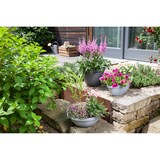 thumbnail of Scheurich Country Star 30, Pflanzschale / Blumentopf / Pflanzkübel, hergestellt aus 100 % recyceltem Kunststoff, 3 Jahre Garantie