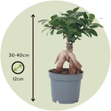 thumbnail of Bonsaï - Ficus microcarpa Ginseng Set de 2 Hauteur 30-40cm