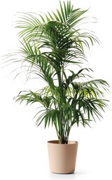 thumbnail of EURO3PLAST Blumentopf Fyre Ø 25 cm dune
