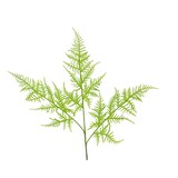 thumbnail of Künstlicher Asparagus Zweig 85cm Kunstzweig Zierspargel Kunstblumen Spargelfarn Dekozweige Hochzeitsdeko Frühlingsdeko Osterdeko Grün