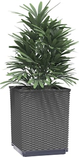 thumbnail of vidaXL Pflanzkübel 4 Stk. Schwarz 30x30x37 cm Polypropylen