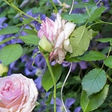 thumbnail of Relaxdays Spiralstäbe Tomaten, 10er Set, Tomatenrankhilfen verzinkter Stahl, Tomatenstäbe, Ø 5 mm, 90 cm lang, silber