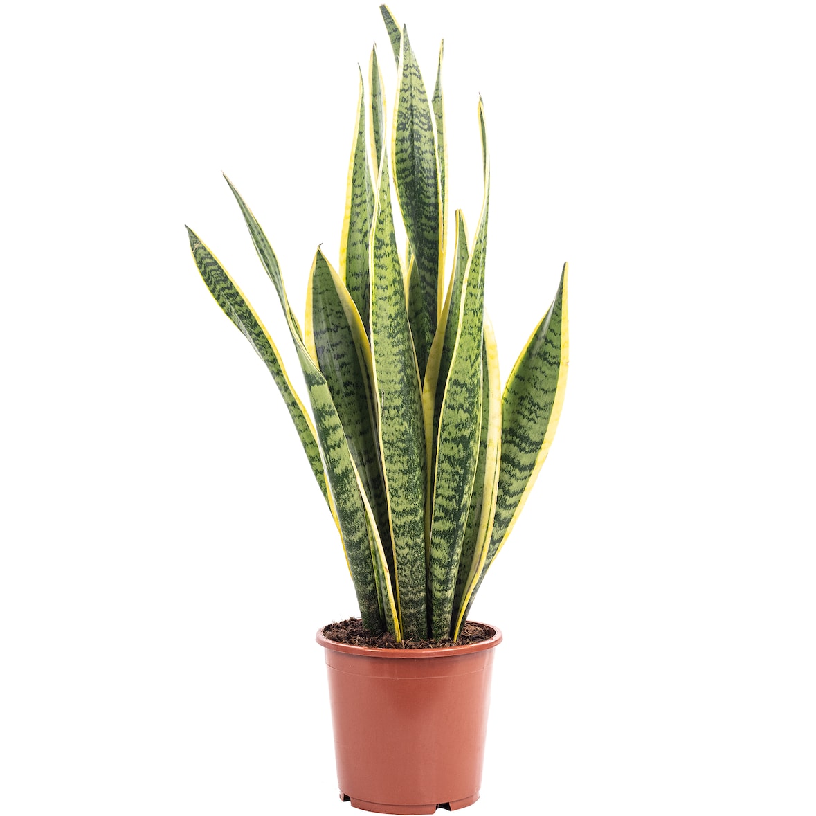 Sansevieria trifasciata 'Laurentii' – Robuster Bogenhanf, Luftreiniger, 40 cm hoch, Topf-Ø 14 cm