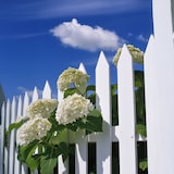 thumbnail of Hortensia - Hydrangea Strong Annabelle Set de 2 Hauteur 30-40cm