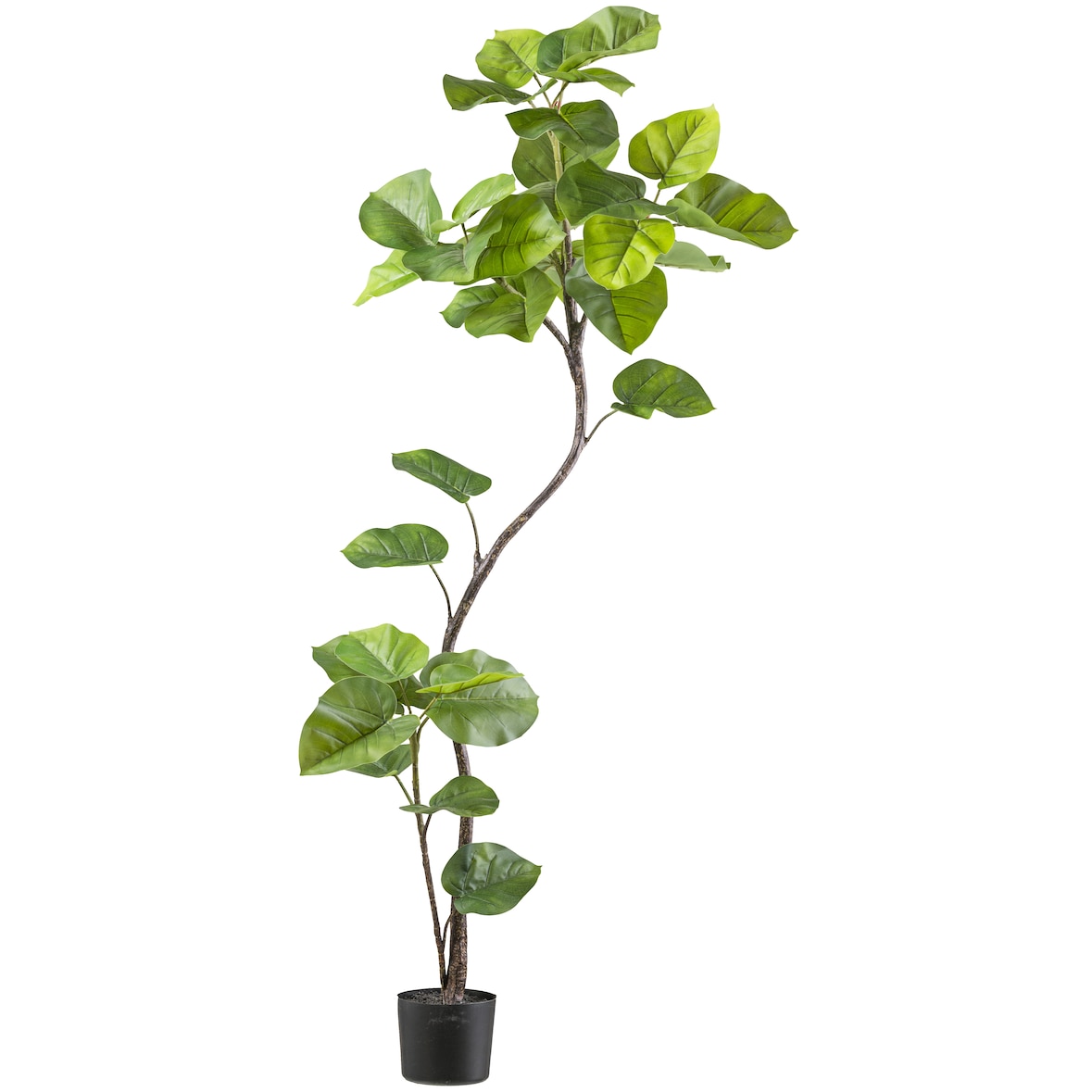 CREATIV green künstliche Pflanze Ficus umbellata 160cm
