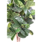 thumbnail of VERT ESPACE plante artificielle lyrata BL 180 cm