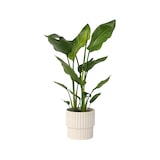 thumbnail of Strelitzia Nicolai - Strelitzie Paradiesvogelblume Höhe 55-70cm