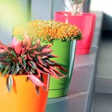 thumbnail of WellHome - Set van 3 bloempotten 4,2L Coubi Ø21 cm/u Kleur Wit