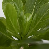 thumbnail of Hawaiian Palm - Brighamia Insignis Set van 2 Hoogte 30-40cm