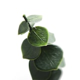 thumbnail of Bonerva | Jardín Vertical Artificial Eucalipto | Pack 4 Piezas 50x50cm (1m²)| Planta artificial decoración oficina, hotel, restaurante | MAL1204