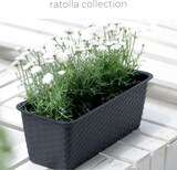 thumbnail of Blumenkasten 49cm Rattanoptik Untersetzer Balkonkasten Pflanzkasten Blumentopf Weiß