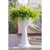 thumbnail of Columna Alba cm 43 x 74,5 h Lt. 20 Blanco